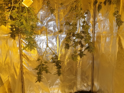 Growreport Bild 38