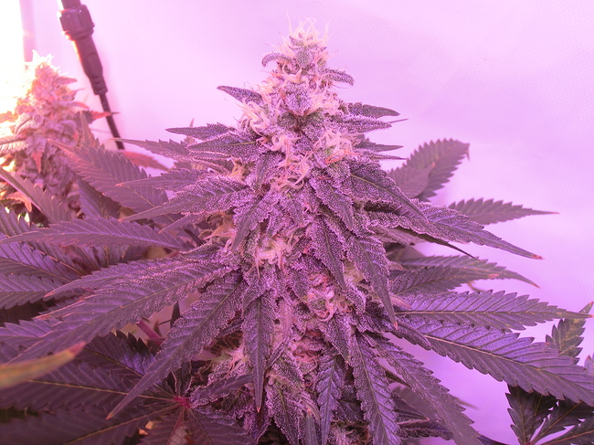 Growreport Bild 6
