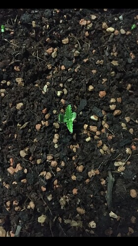 Growreport Bild 11