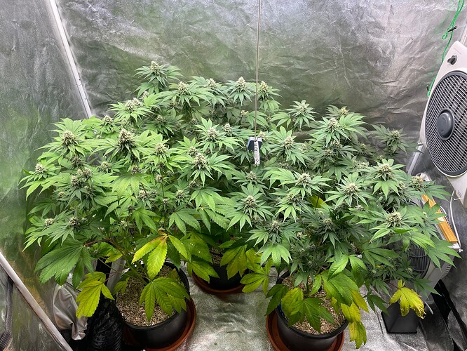 Growreport Bild 1