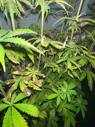 Growreport Bild 3