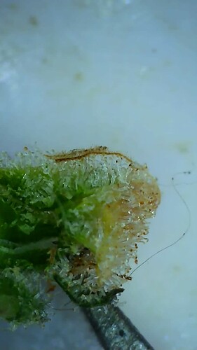 Growreport Bild 12