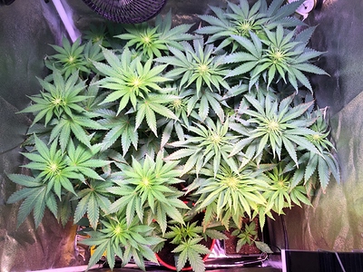Growreport Bild 12