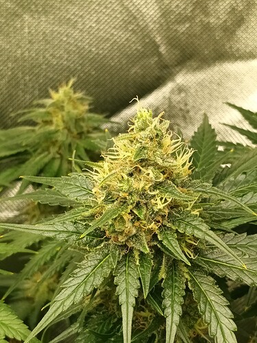 Growreport Bild 3