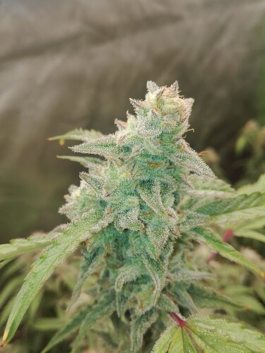 Growreport Bild 12