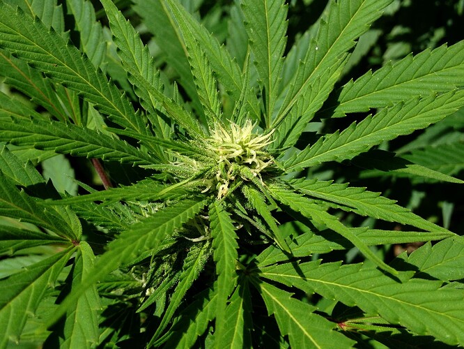 Growreport Bild 23