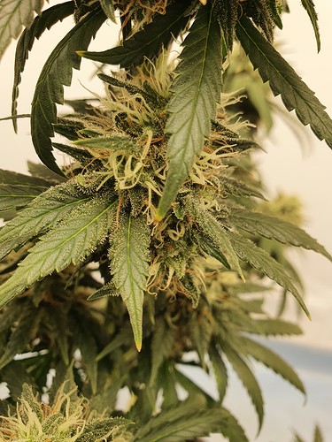 Growreport Bild 4