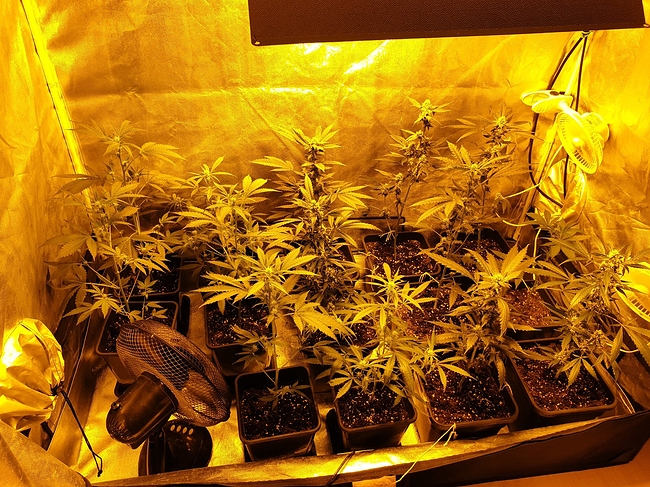 Growreport Bild 3