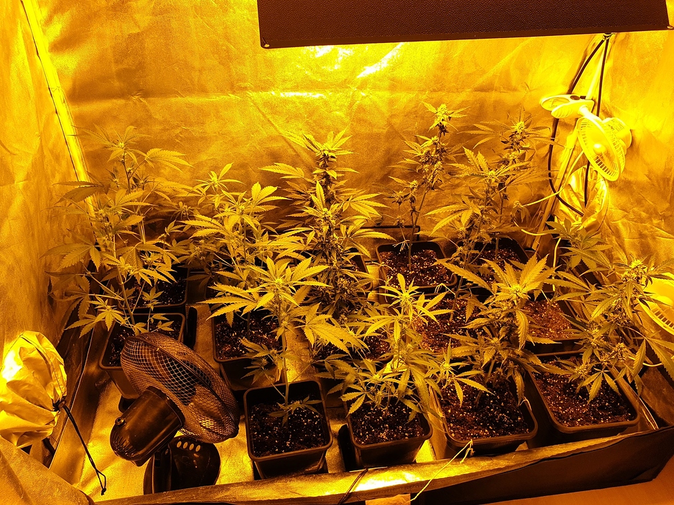 Mein erster Grow. Kein LED. 600 Watt