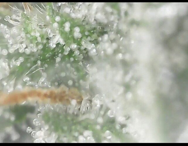 Screenshot_20220906-200856_Gallery