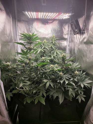 Growreport Bild 4