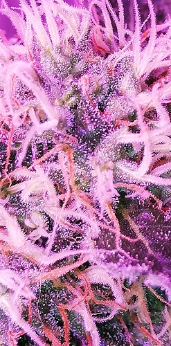 Growreport Bild 1