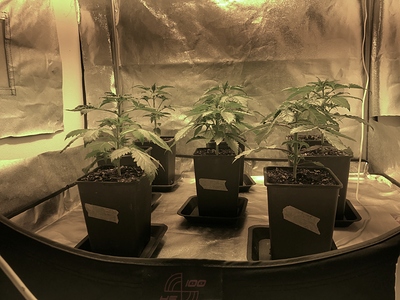 Growreport Bild 5