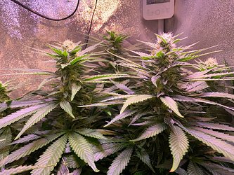 Growreport Bild 3
