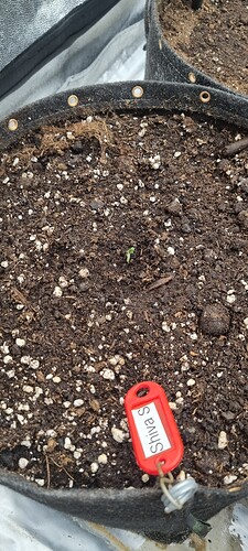 Growreport Bild 36