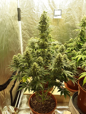 Growreport Bild 6