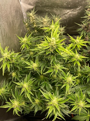 Growreport Bild 2