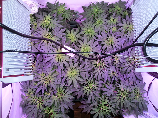 Growreport Bild 4