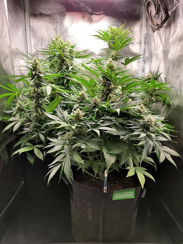 Growreport Bild 17