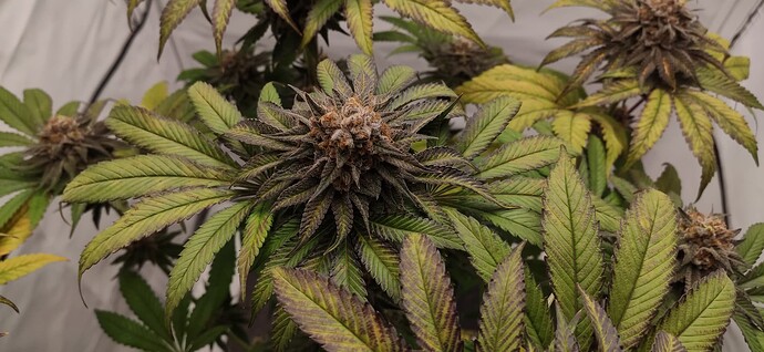 Growreport Bild 2
