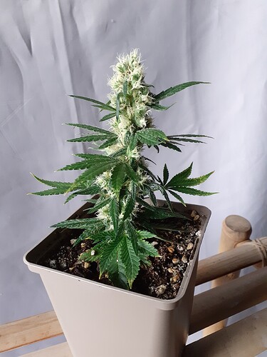 Growreport Bild 188