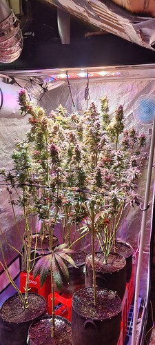 Growreport Bild 37