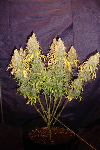 Growreport Bild 31
