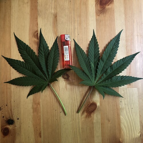 Growreport Bild 6