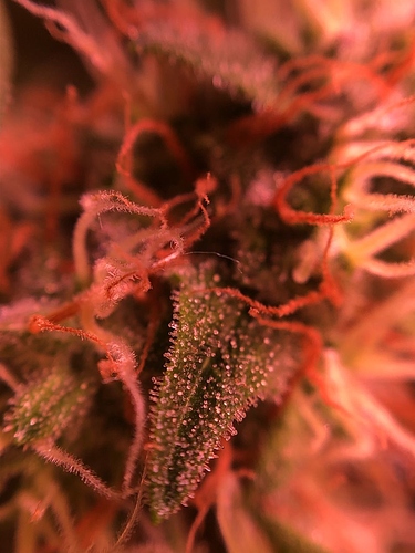 Growreport Bild 6