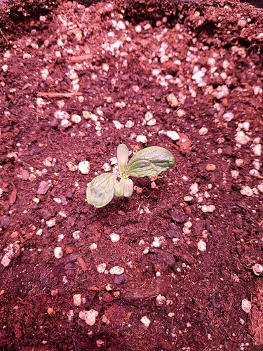 Growreport Bild 25