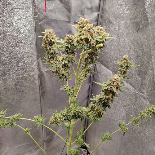 Growreport Bild 11