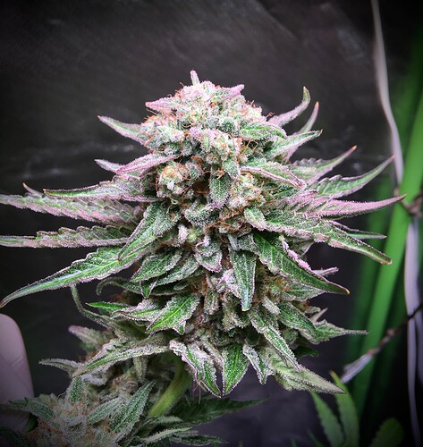 Growreport Bild 17