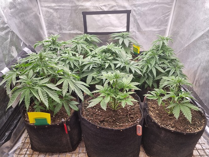 Growreport Bild 37