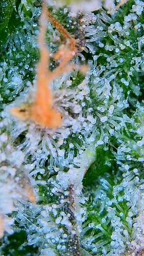 Growreport Bild 8