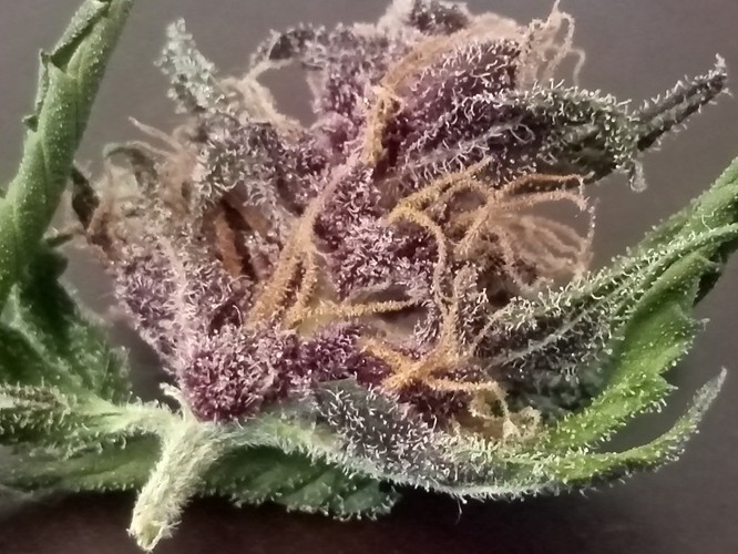Growreport Bild 51