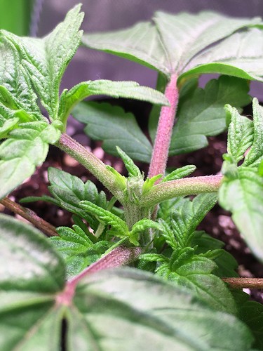 Growreport Bild 1