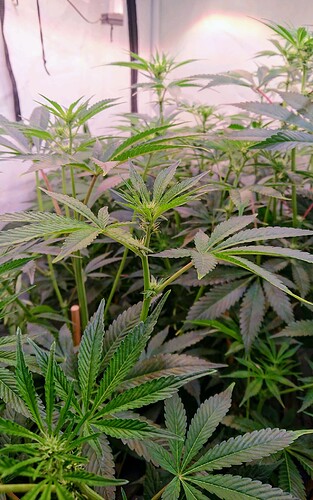 Growreport Bild 5