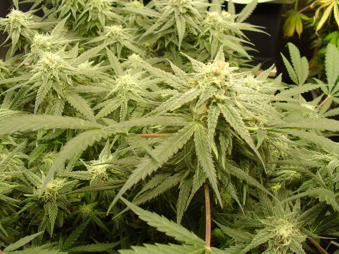 Growreport Bild 4
