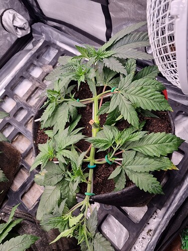 Growreport Bild 50