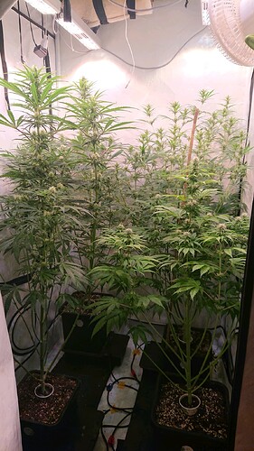 Growreport Bild 4