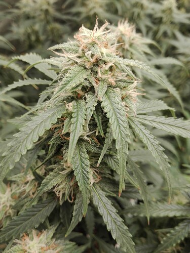 Growreport Bild 24