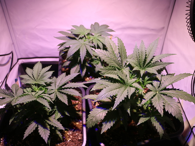 Growreport Bild 4