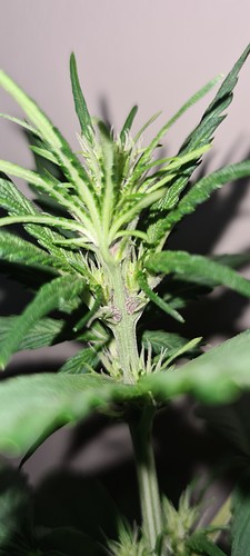 Growreport Bild 6