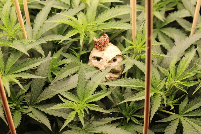 Growreport Bild 9