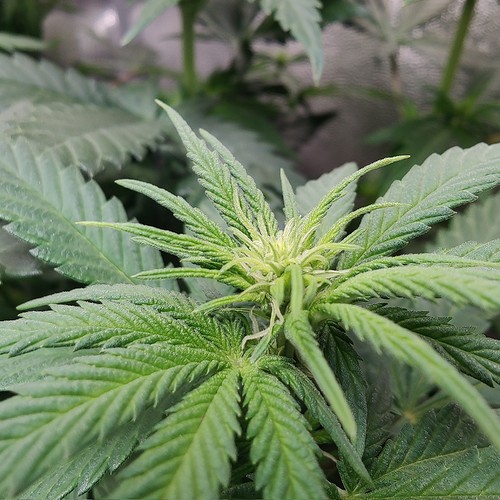 Growreport Bild 15