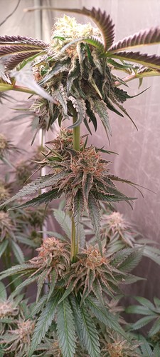 Growreport Bild 21