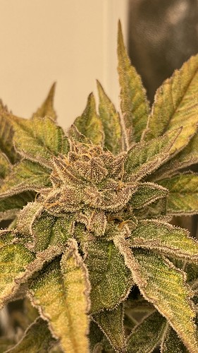 Growreport Bild 33
