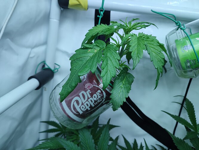 Growreport Bild 49