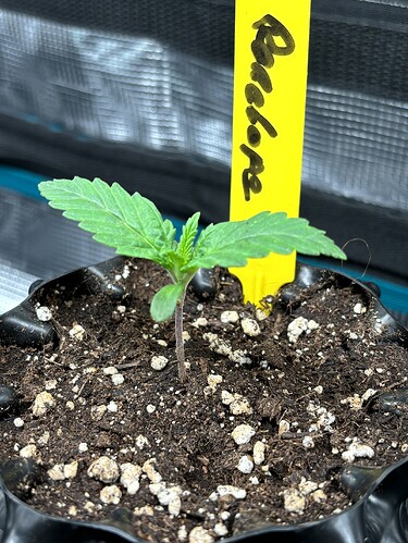 Growreport Bild 6