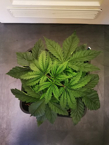Growreport Bild 6